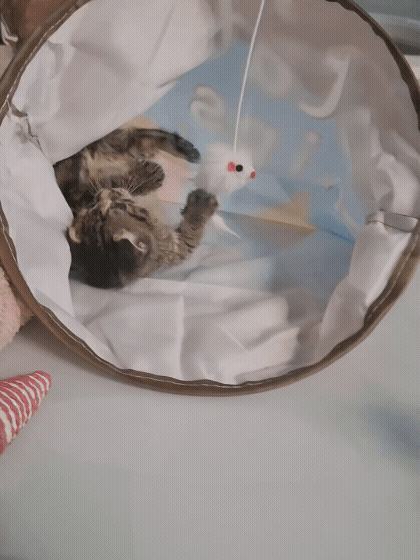 7794775abc04e.gif