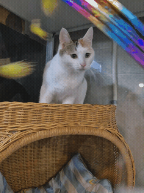 7b7b09ea96cb7.gif