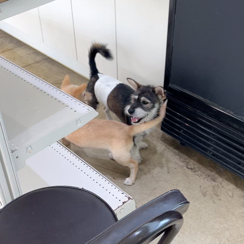 86ec8b260e77d.gif