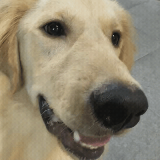 88a0aa649abce.gif