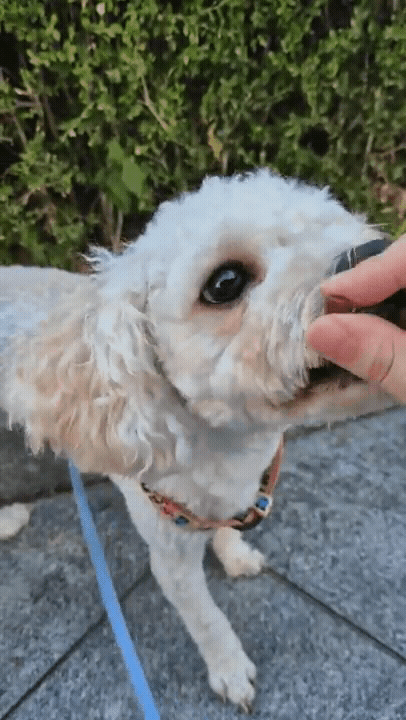 8a6de5b0fc0d2.gif