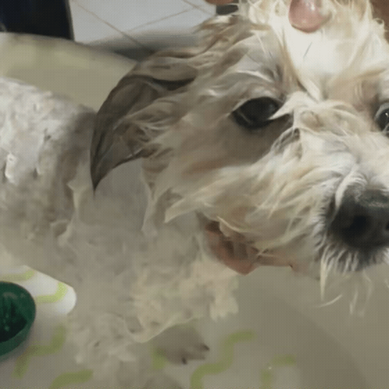 92a18fd3b6429.gif