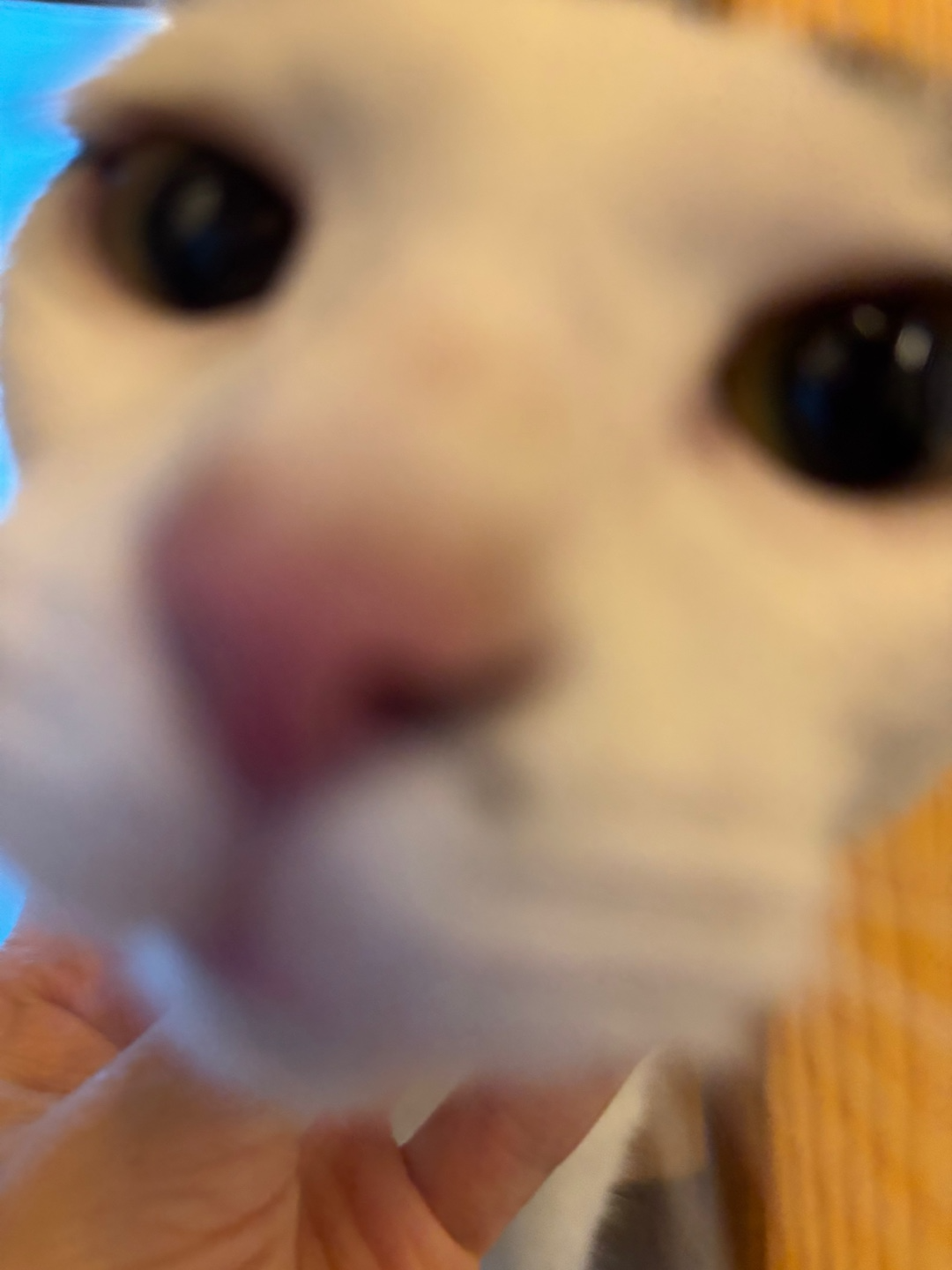 8a86d552359ef.png
