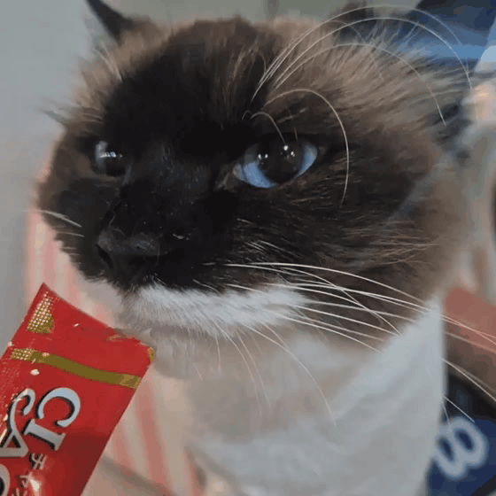 940a0d9ad51cd.gif