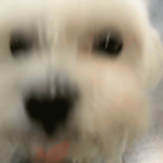 95647cf761839.gif