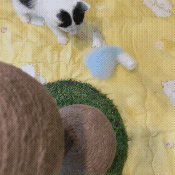 9ffd53f00a7ba.gif