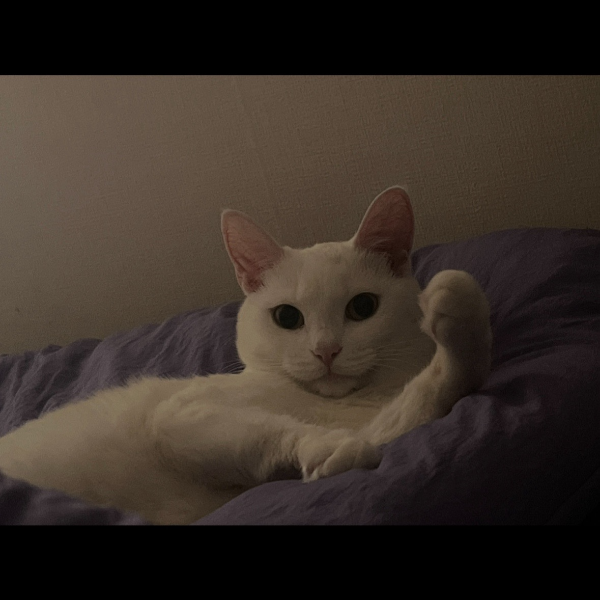 ab0b46aa66484.jpg