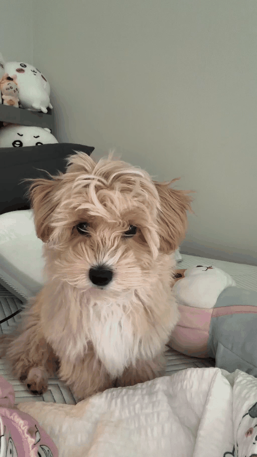 b2e1dbbf595d1.gif