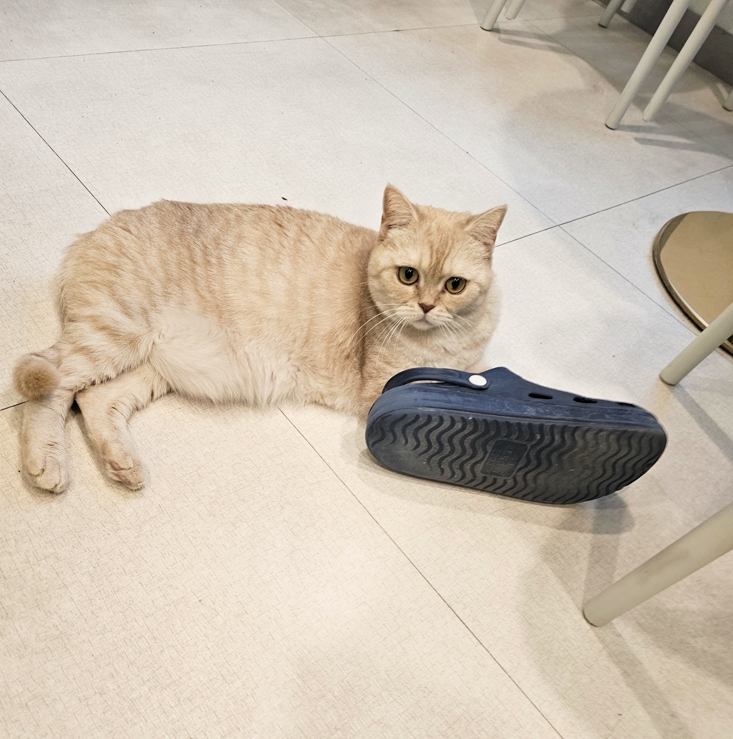 킁카킁카 발냄새 죠하~♡ : 아이조아 일상 - 투명한 강아지보호소 고양이보호소 입소생활 | 아이조아보호소