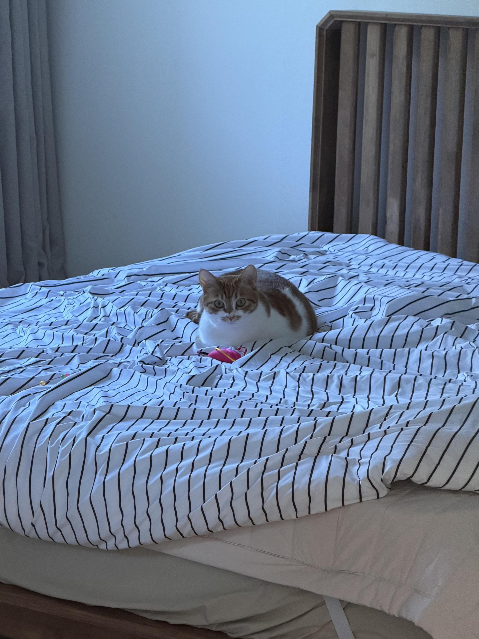 b4b69606d3a49.jpeg