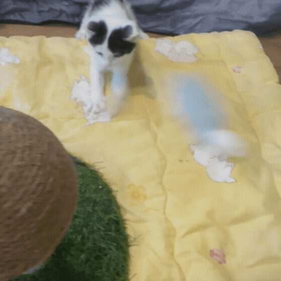 b4c1e507bccfe.gif