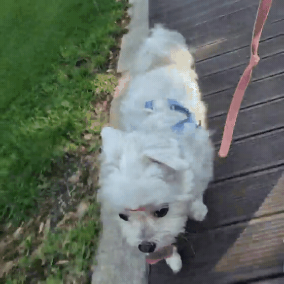 b61e649374363.gif