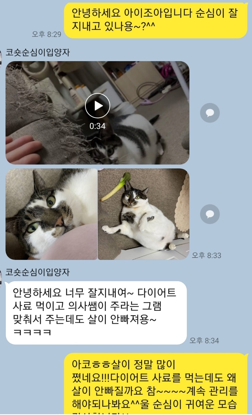 코리안숏헤어 '순심이' 입양후기 ♥ : 강아지파양 고양이파양 유기견무료분양입양 아이조아요양보호소 코리안숏헤어 '순심이' 입양후기 ♥ : 강아지파양 고양이파양 유기견무료분양입양 아이조아요양보호소