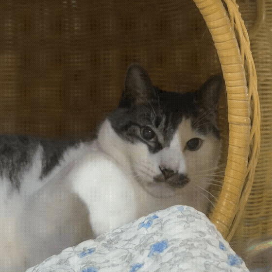 c1ce04942444c.gif