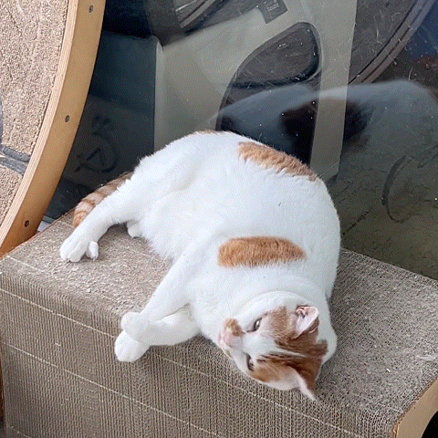 c1d8c423a851b.gif