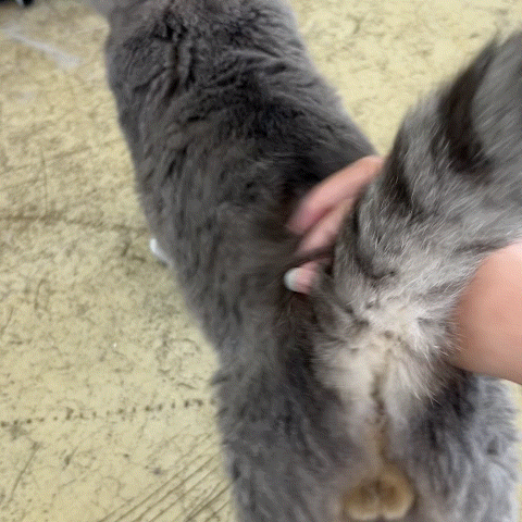 c7efeb3513d57.gif