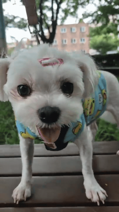c8b9f25a02fa7.gif