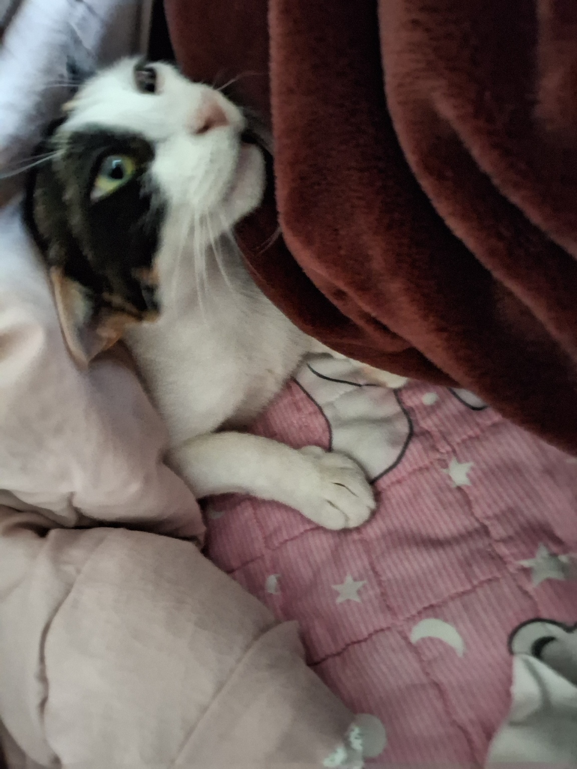 c9978a5d20958.jpeg