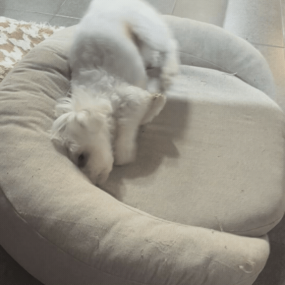 cedc6825bb328.gif
