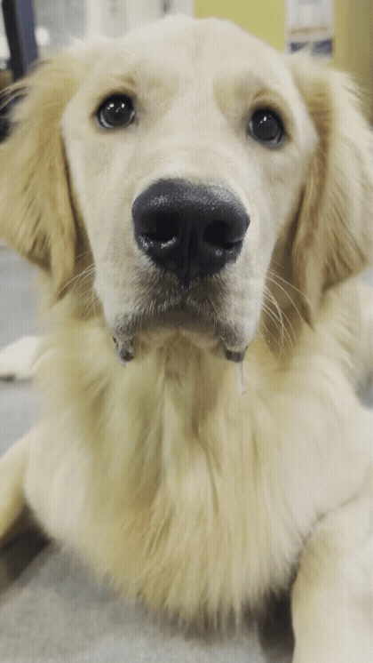 d233e0d61d236.gif