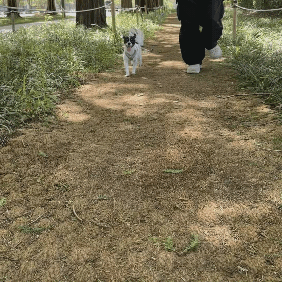 d2fa31c319ceb.gif