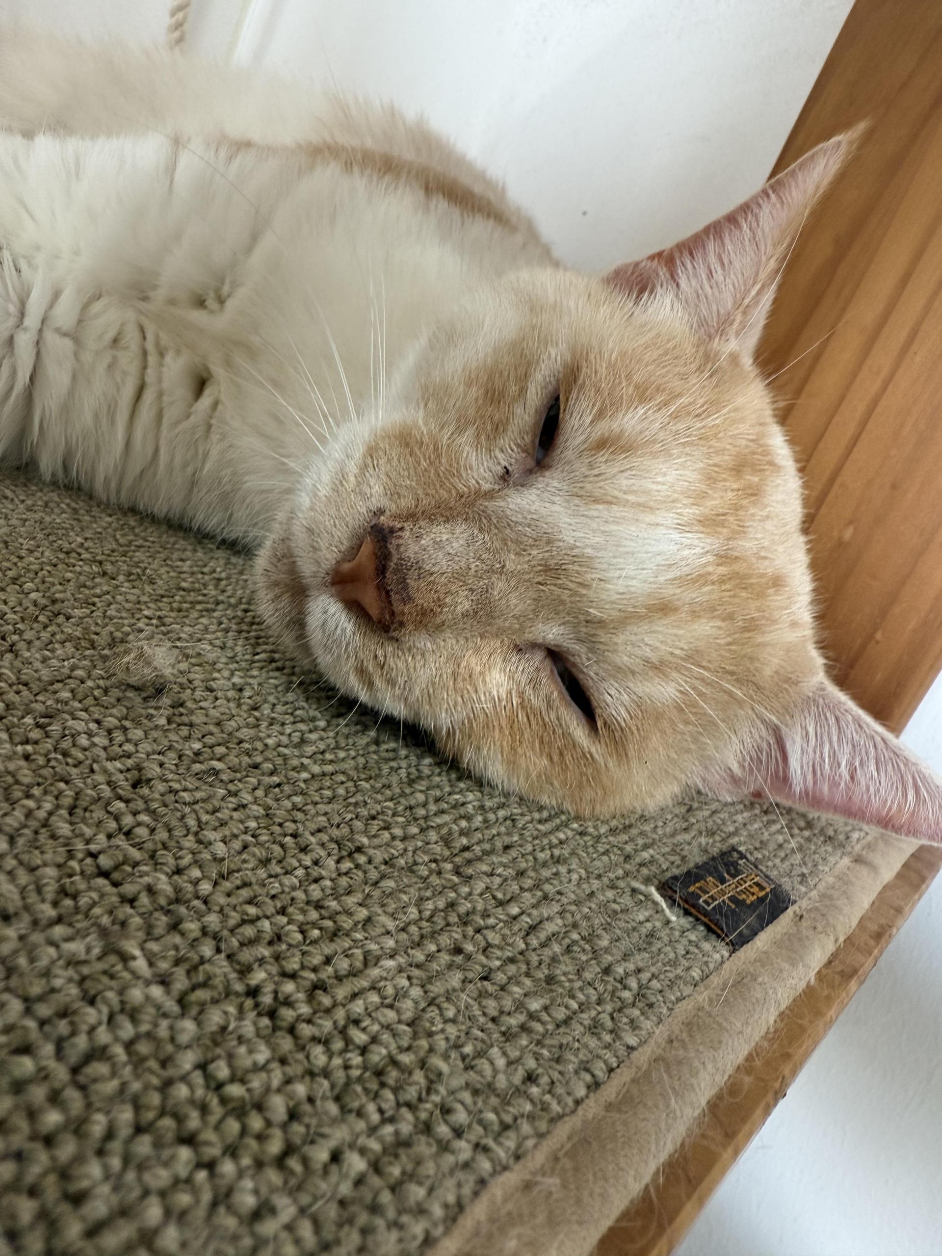 d3550f8aa6e4d.jpg