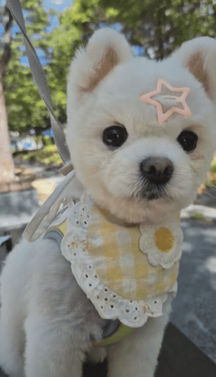 d96a7c62c90fc.gif