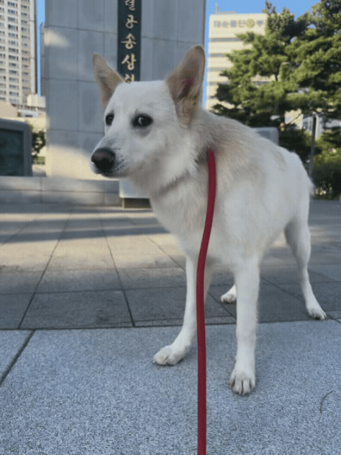 da0571d390d7b.gif