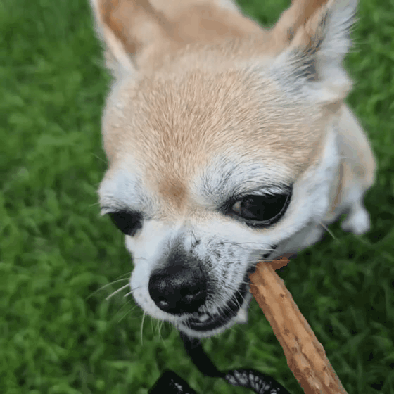 dfc67a61e084c.gif