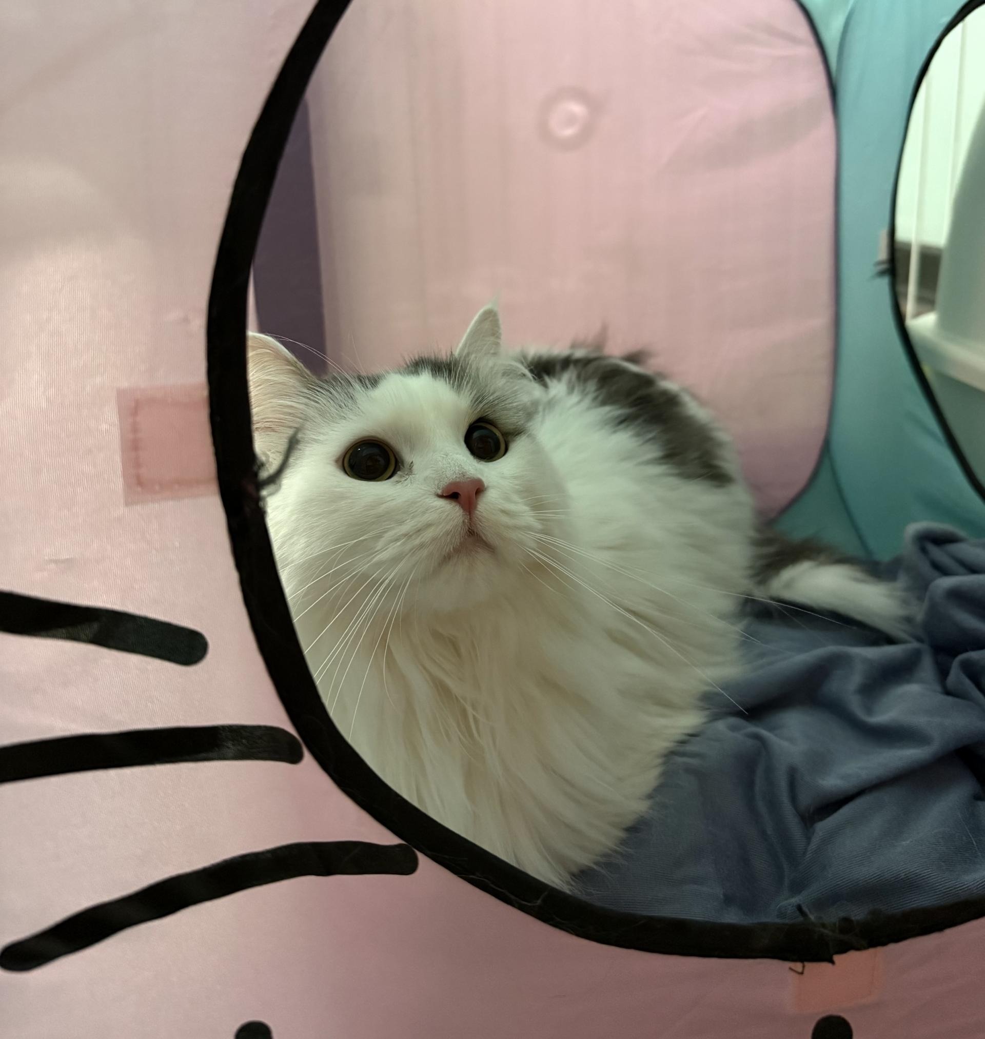 ad8b2823690fc.jpeg