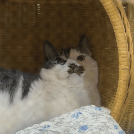 f0965c4ace4ea.gif