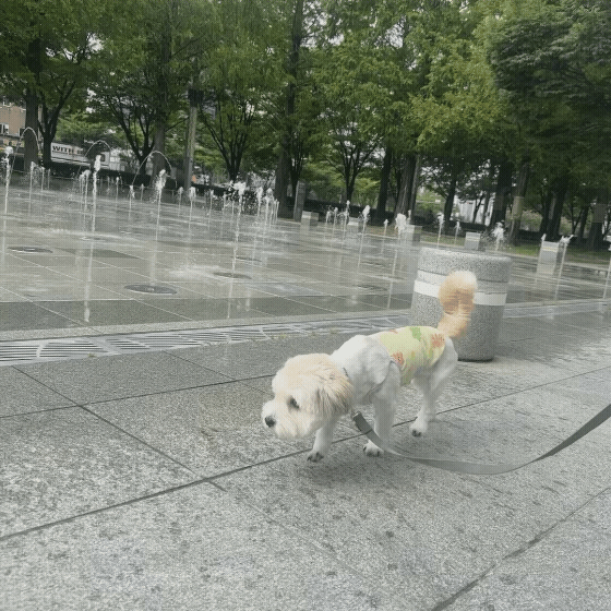 f29dcb7220524.gif
