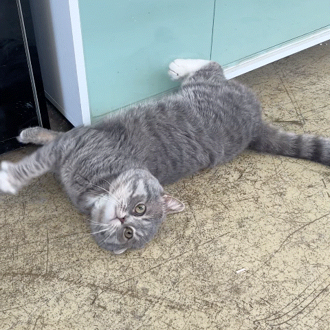 f6afbba30842e.gif