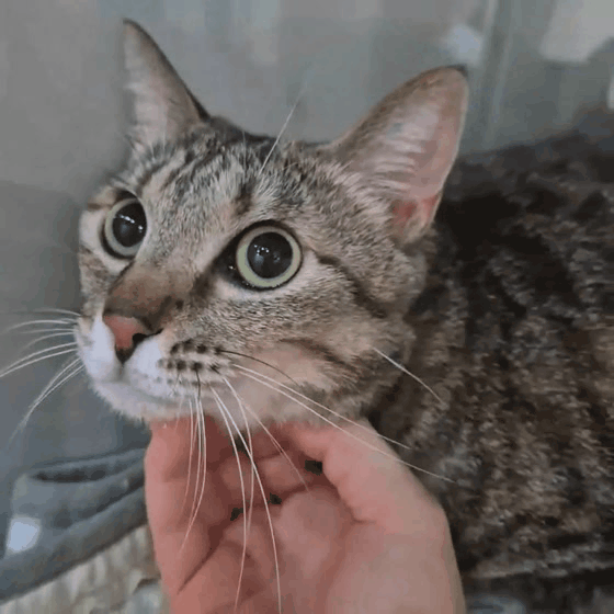 fa74022ed5072.gif