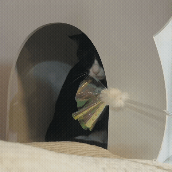 fd54776ca37b0.gif