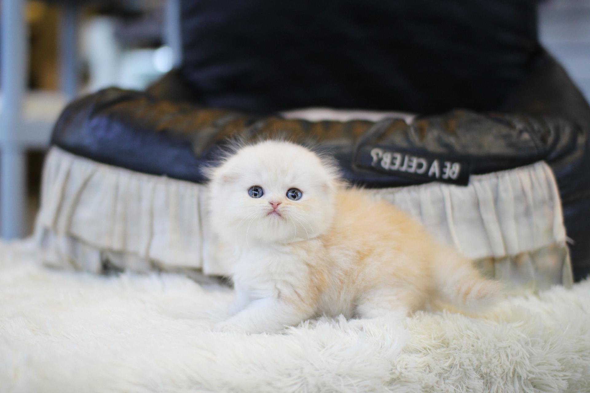 0951556cccbcd.jpg