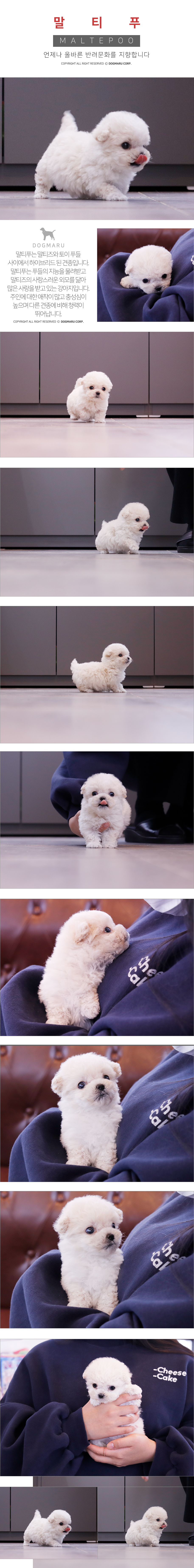말티푸 분양 : 강아지분양 도그마루 : 소형견 말티푸 분양 : 강아지분양 도그마루 : 소형견