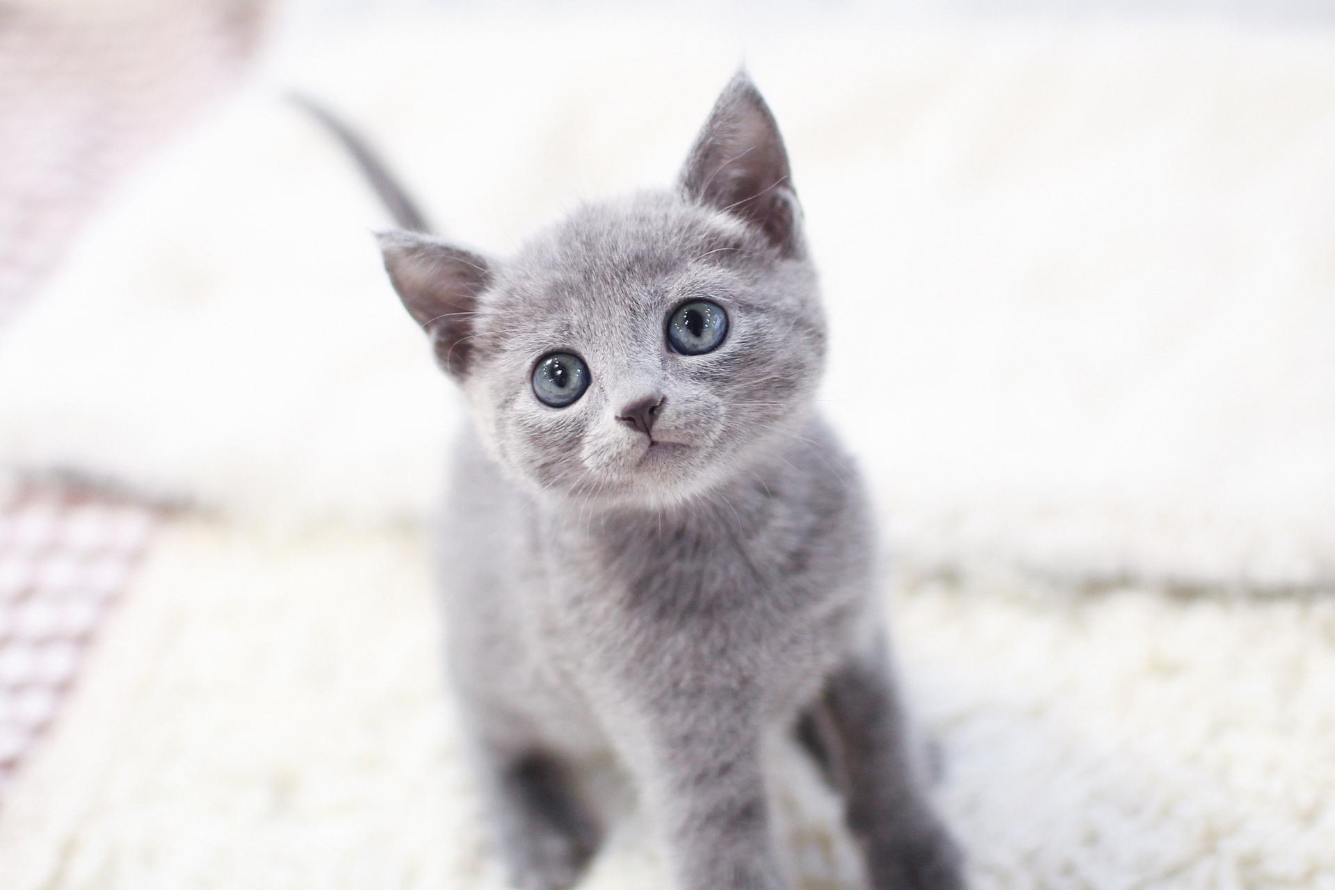 러시안블루 : 고양이분양 도그마루 - 고양이종류 다리짧은고양이 고양이품종