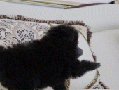 5c8ef30965a3a.gif