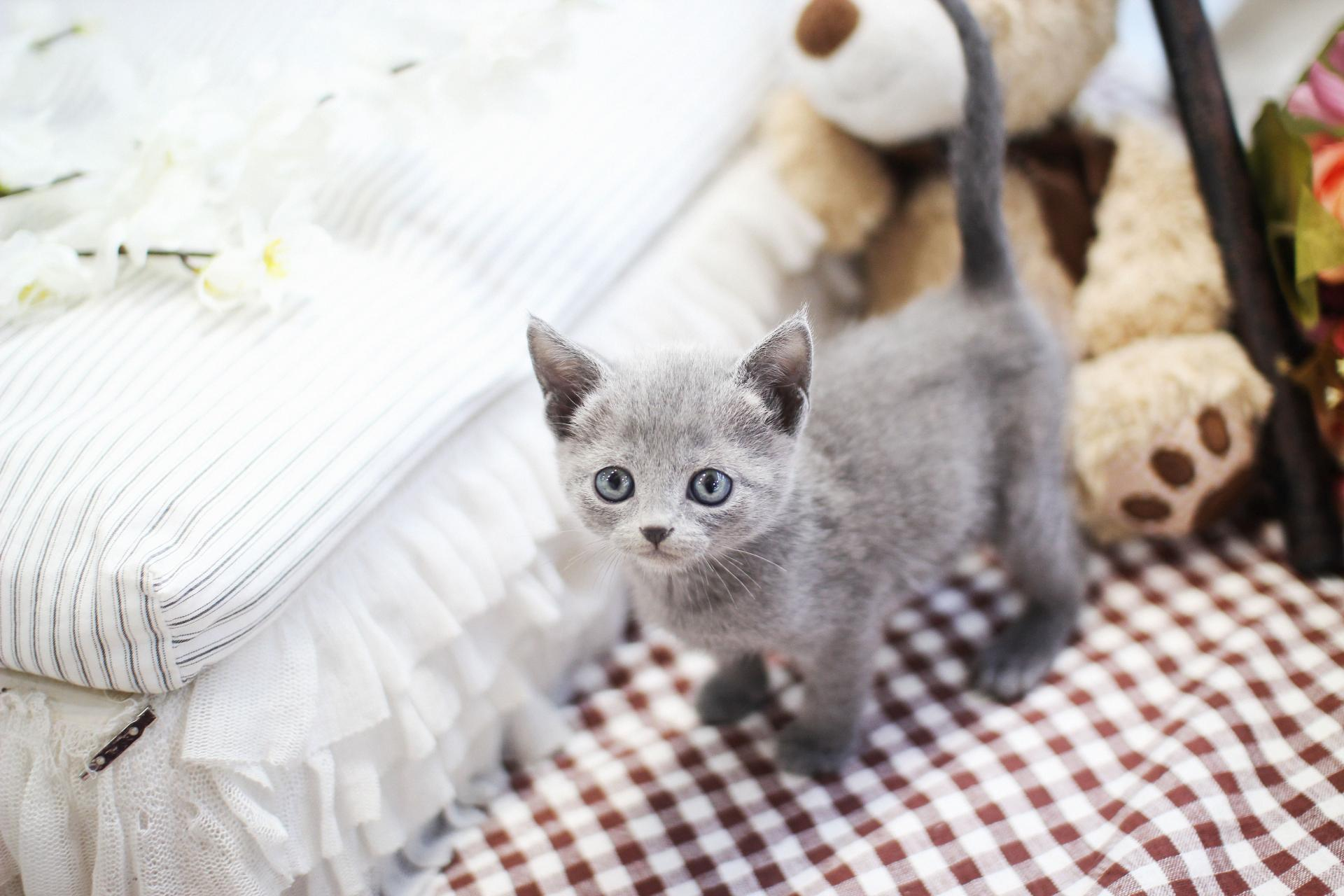 러시안블루 : 고양이분양 도그마루 - 고양이종류 다리짧은고양이 고양이품종