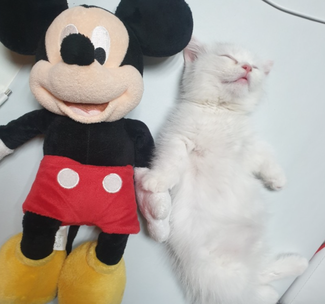 a1505a4431d37.png