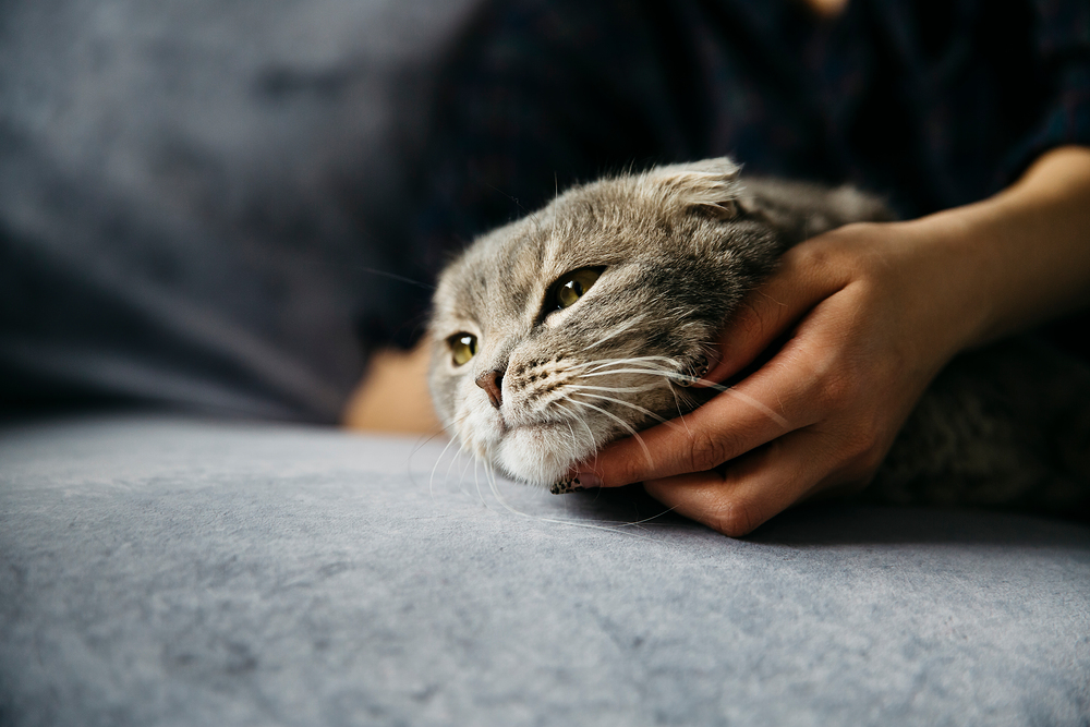 a8a532f5c4655.jpg