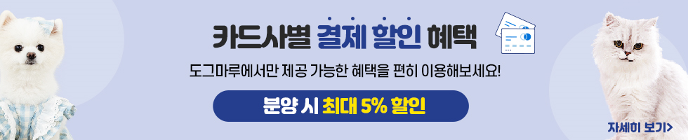 랙돌 분양 : 고양이분양 도그마루