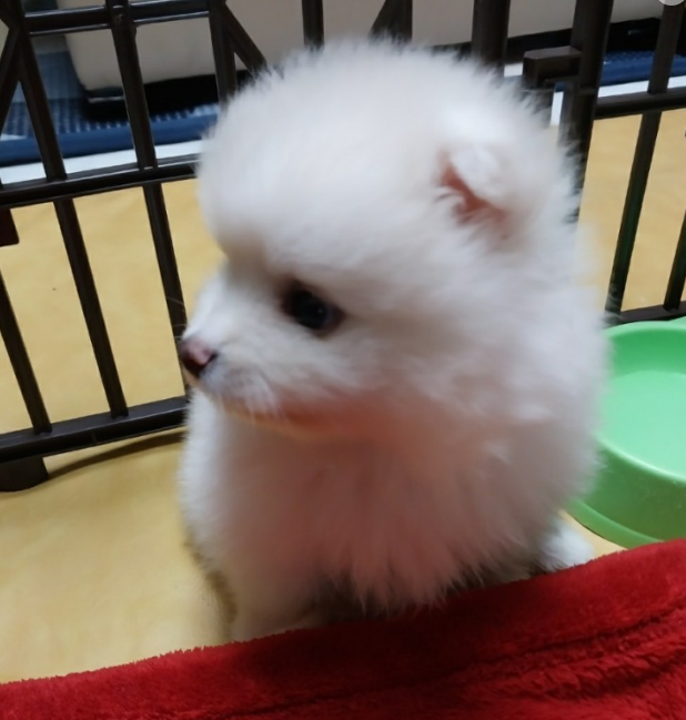 d569217d9d598.png