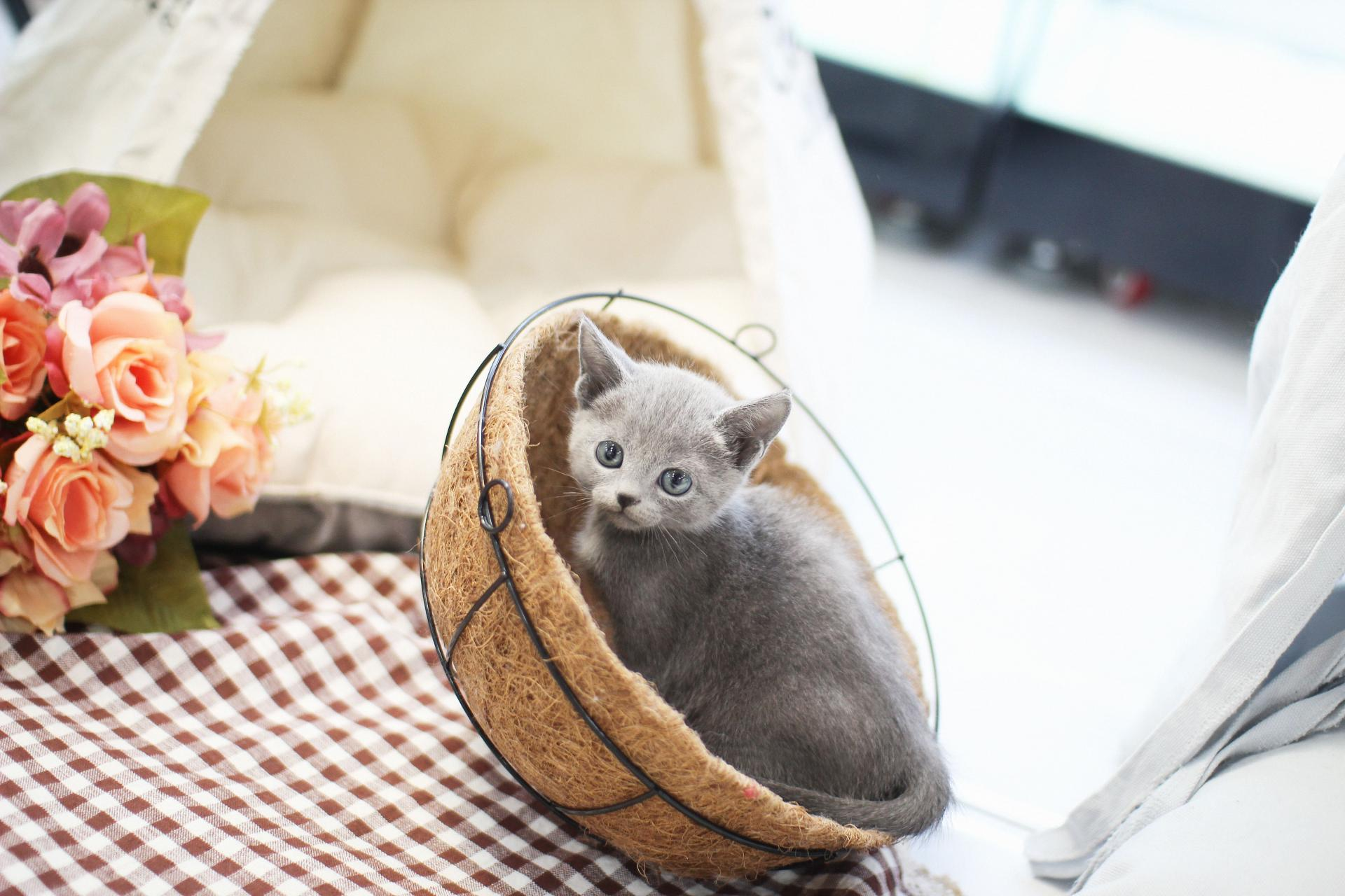 러시안블루 : 고양이분양 도그마루 - 고양이종류 다리짧은고양이 고양이품종