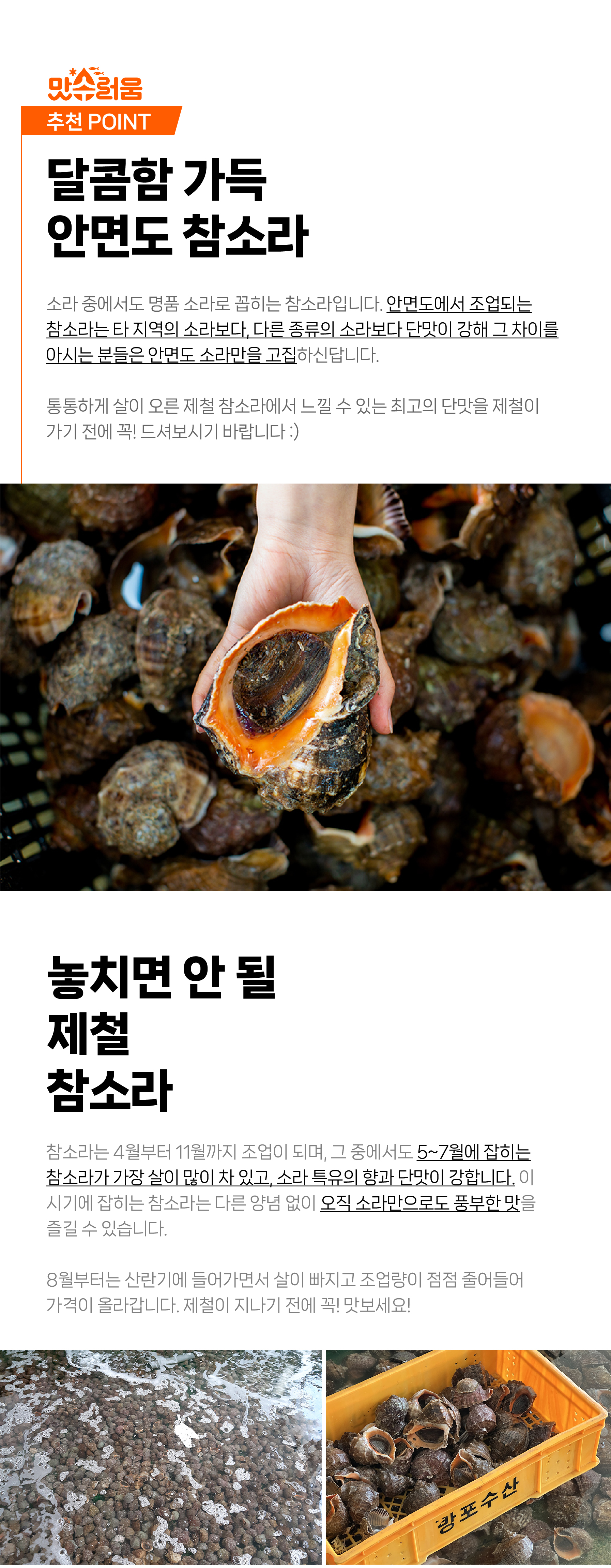 안면도 자연산 참소라 1kg