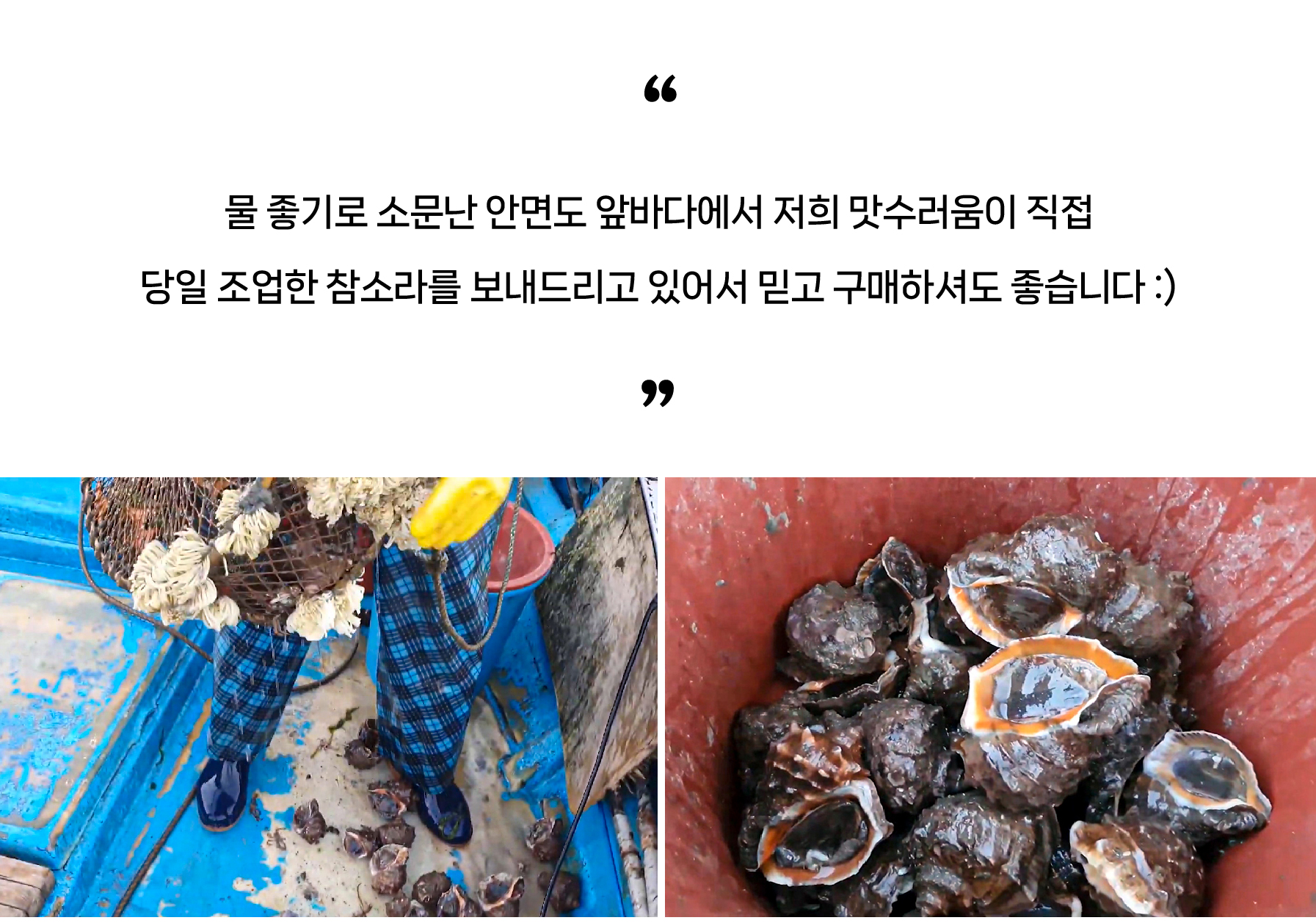 안면도 자연산 참소라 1kg