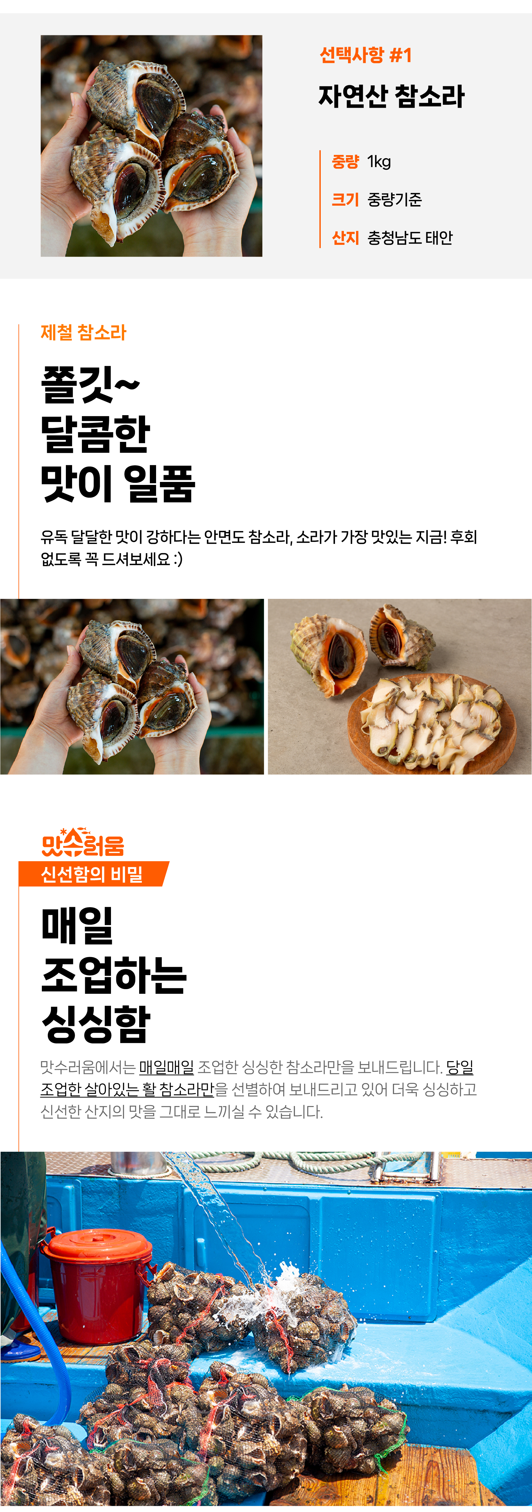 안면도 자연산 참소라 1kg