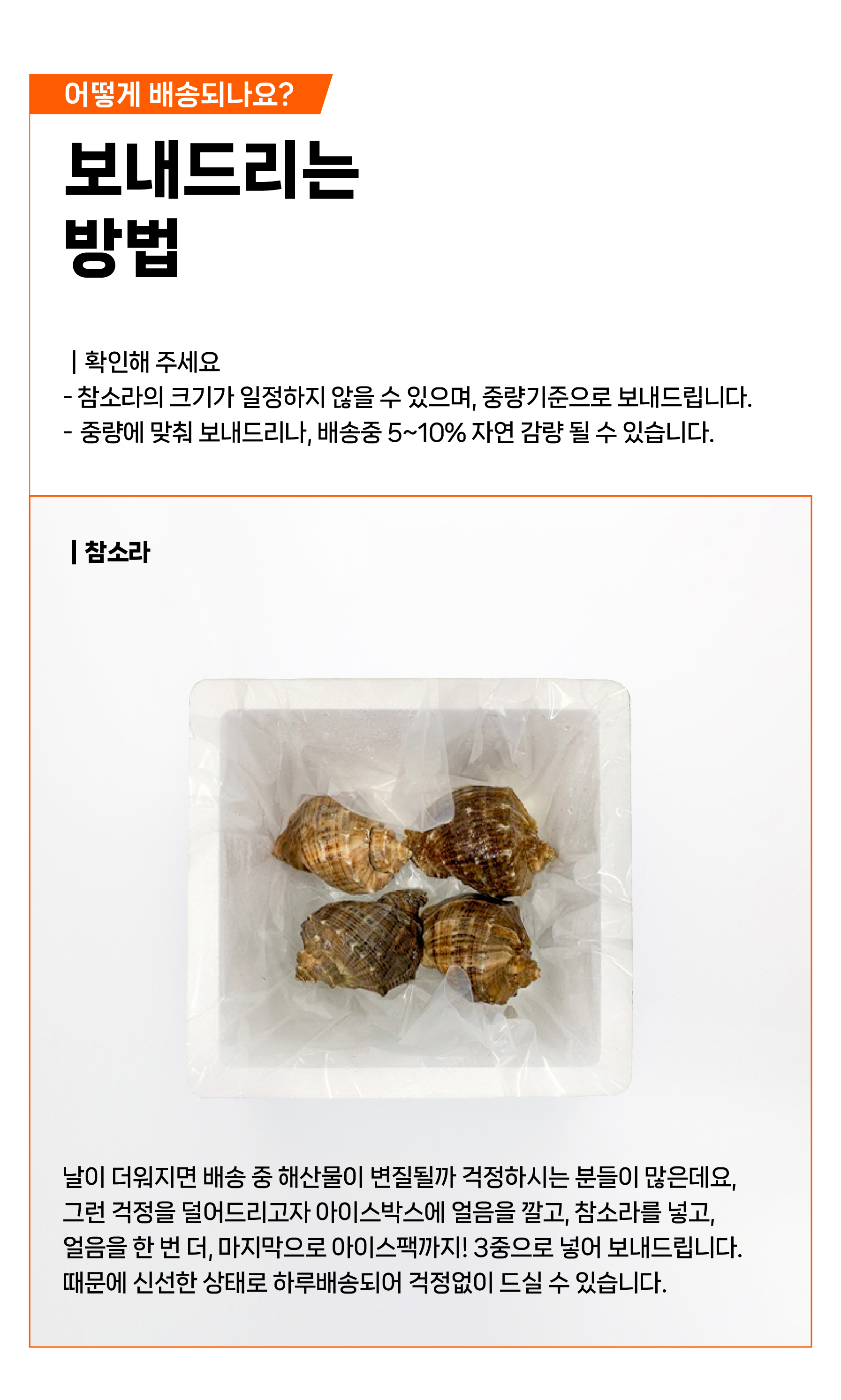 안면도 자연산 참소라 1kg