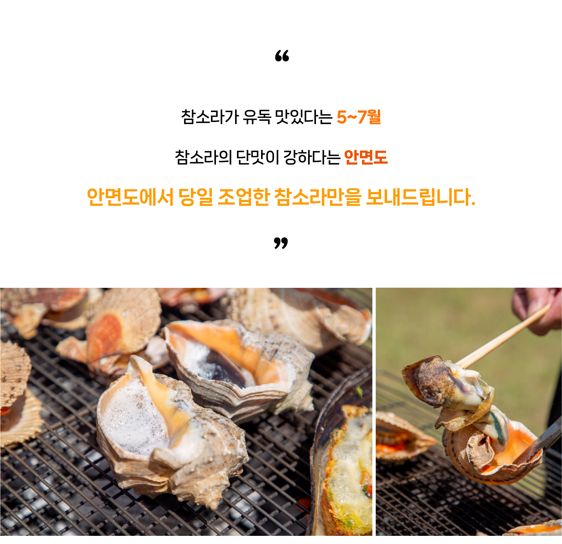 안면도 자연산 참소라 1kg